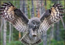 Fantomele noptii Bufnitele fantomele noptii