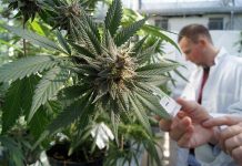 Marijuana, iarba care poate face minuni