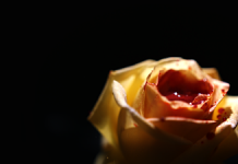 Legaturi otravitoare pe Crime & Investigation Legaturi otravitoare pe Crime & Investigation1