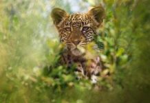 Animal – serie documentara narata de Bryan Cranston pe Netflix Animal - serie documentara narata de Bryan Cranston pe Netflix