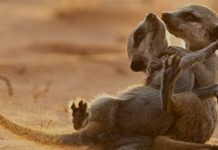 Mosia Mangustelor: Ascensiunea unei dinastii – Viasat Nature Mosia Mangustelor Ascensiunea unei dinastii - Viasat Nature