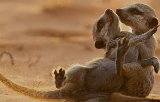 Mosia Mangustelor: Ascensiunea unei dinastii – Viasat Nature Mosia Mangustelor Ascensiunea unei dinastii - Viasat Nature