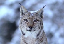 Romania Salbatica – documentar romanesc HBO Max Romania Salbatica - documentar romanesc HBO Max