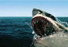 Sharkfest – program National Geographic Wild Sharkfest - program National Geographic Wild