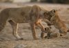 Africa Salbatica – serie National Geographic Wild Africa Salbatica - serie National Geographic Wild
