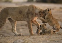 Africa Salbatica – serie National Geographic Wild Africa Salbatica - serie National Geographic Wild
