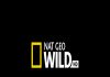 Documentare cu feline – la National Geographic Wild Documentare cu feline - la National Geographic Wild