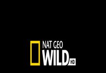 Documentare cu feline – la National Geographic Wild Documentare cu feline - la National Geographic Wild