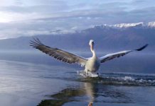 Garda de coasta din Caraibe / Europa salbatica – National Geographic Garda de coasta din Caraibe Europa salbatica - National Geographic