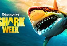 Saptamana rechinilor la Discovery Channel Saptamana rechinilor la Discovery Channel